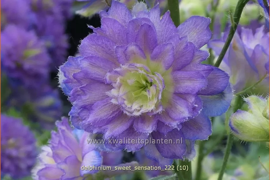 Delphinium 'Sweet Sensation' (pot 11 cm)