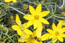 Coreopsis verticillata 'Zagreb'