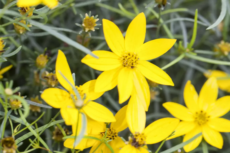 Coreopsis verticillata 'Zagreb'