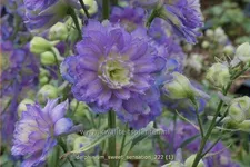 Delphinium 'Sweet Sensation' (pot 11 cm)