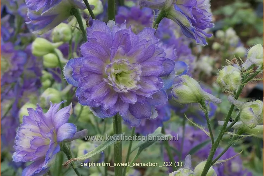 Delphinium 'Sweet Sensation' (pot 11 cm)