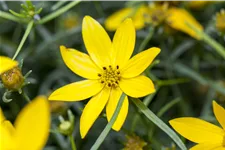 Coreopsis verticillata 'Zagreb'