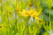 Coreopsis verticillata 'Zagreb'