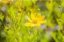 Coreopsis verticillata 'Zagreb'