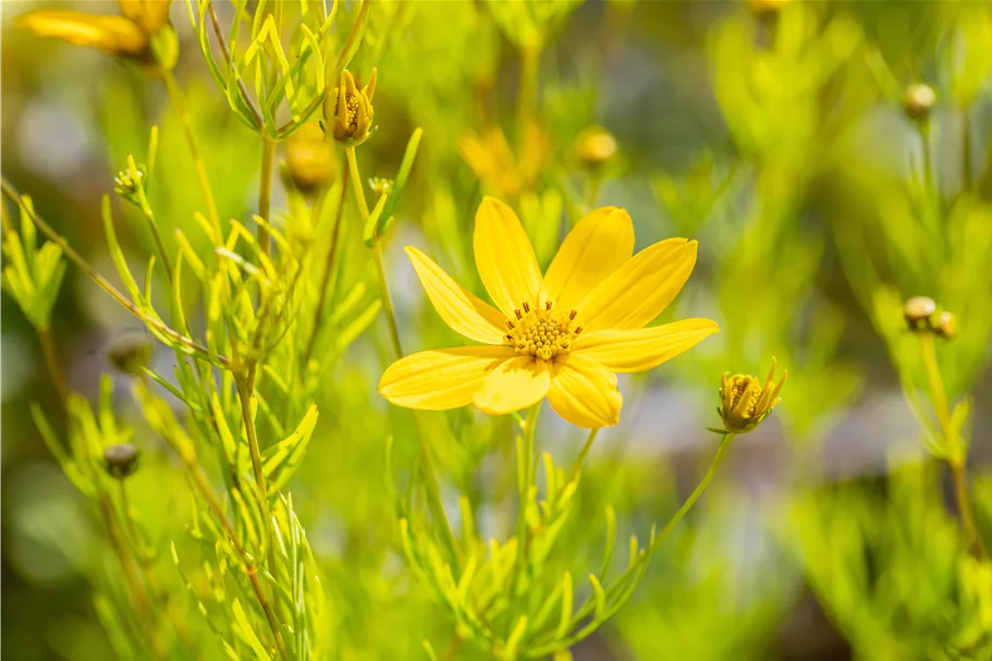 Coreopsis verticillata 'Zagreb'