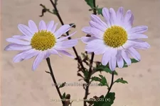 Chrysanthemum 'L'Innocence'