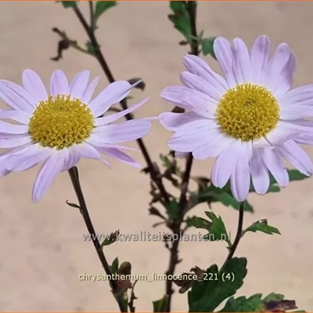 Chrysanthemum 'L'Innocence'