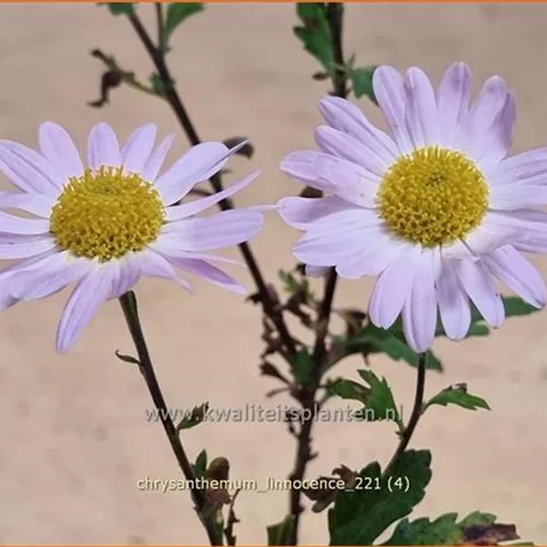 Chrysanthemum 'L'Innocence'