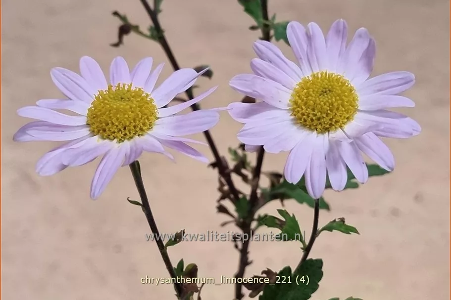 Chrysanthemum 'L'Innocence'