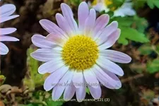 Chrysanthemum 'L'Innocence'