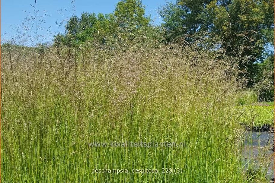 Deschampsia cespitosa