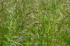 Deschampsia cespitosa
