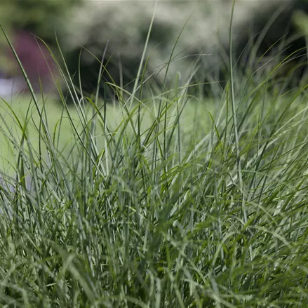 Deschampsia cespitosa