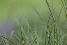 Deschampsia cespitosa