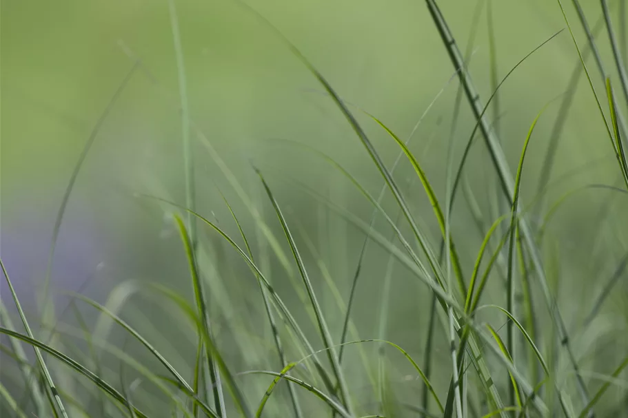 Deschampsia cespitosa