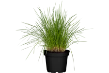 Deschampsia cespitosa