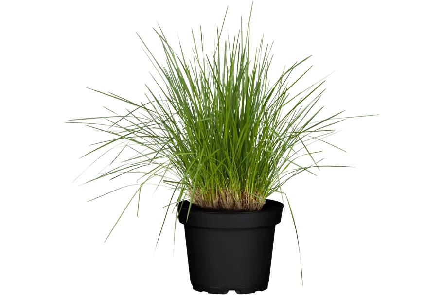 Deschampsia cespitosa