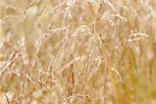 Deschampsia cespitosa