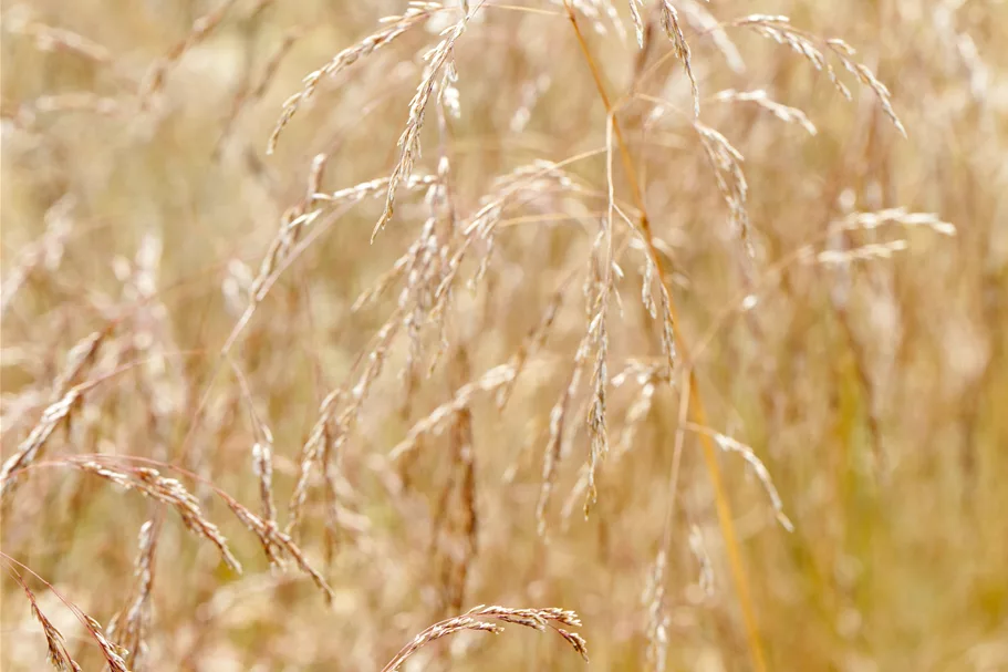 Deschampsia cespitosa