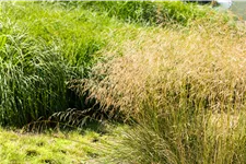 Deschampsia flexuosa