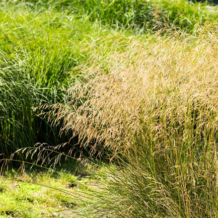 Deschampsia flexuosa
