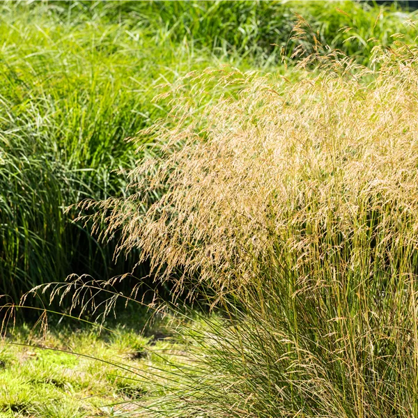 Deschampsia flexuosa
