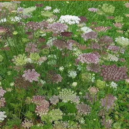 Daucus carota 'Dara'