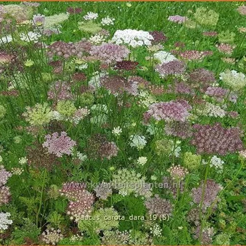 Daucus carota 'Dara'