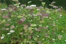 Daucus carota 'Dara'