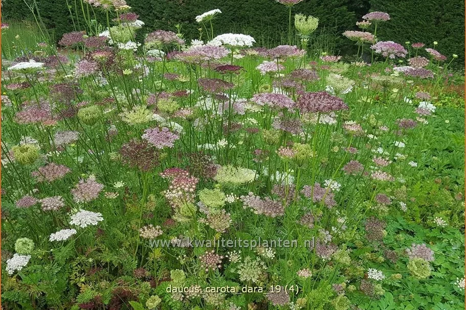Daucus carota 'Dara'