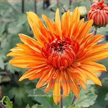Chrysanthemum hortorum 'Mandarine'