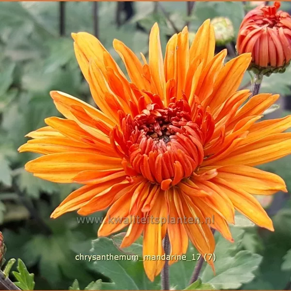 Chrysanthemum hortorum 'Mandarine'