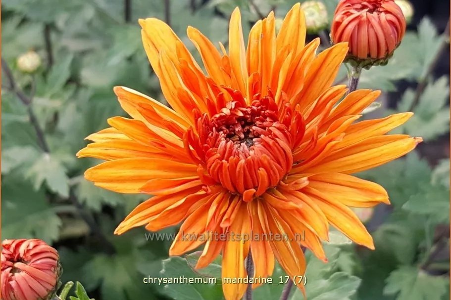 Chrysanthemum hortorum 'Mandarine'
