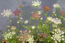 Daucus carota 'Dara'