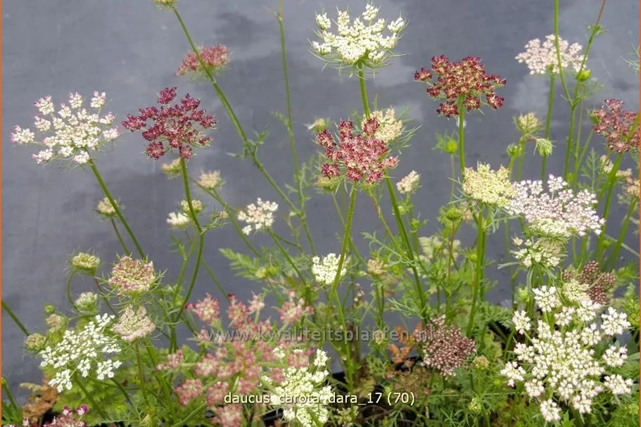 Daucus carota 'Dara'