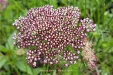 Daucus carota 'Dara'