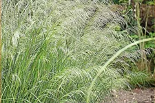Deschampsia cespitosa 'Bronzeschleier'