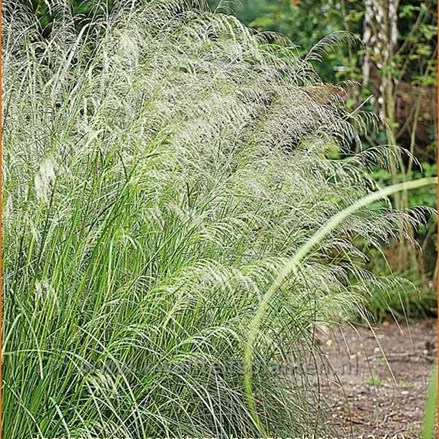Deschampsia cespitosa 'Bronzeschleier'