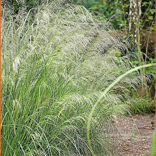 Deschampsia cespitosa 'Bronzeschleier'