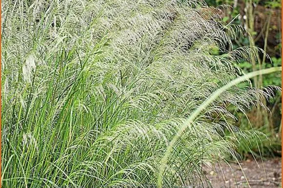 Deschampsia cespitosa 'Bronzeschleier'