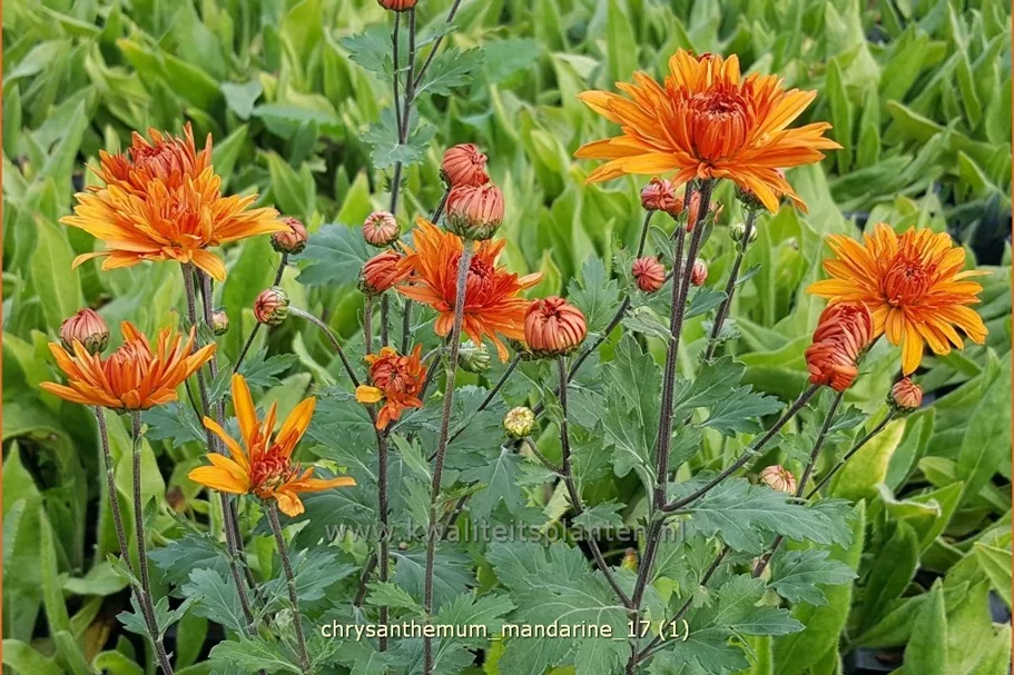 Chrysanthemum hortorum 'Mandarine'