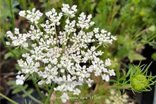 Daucus carota 'Dara'