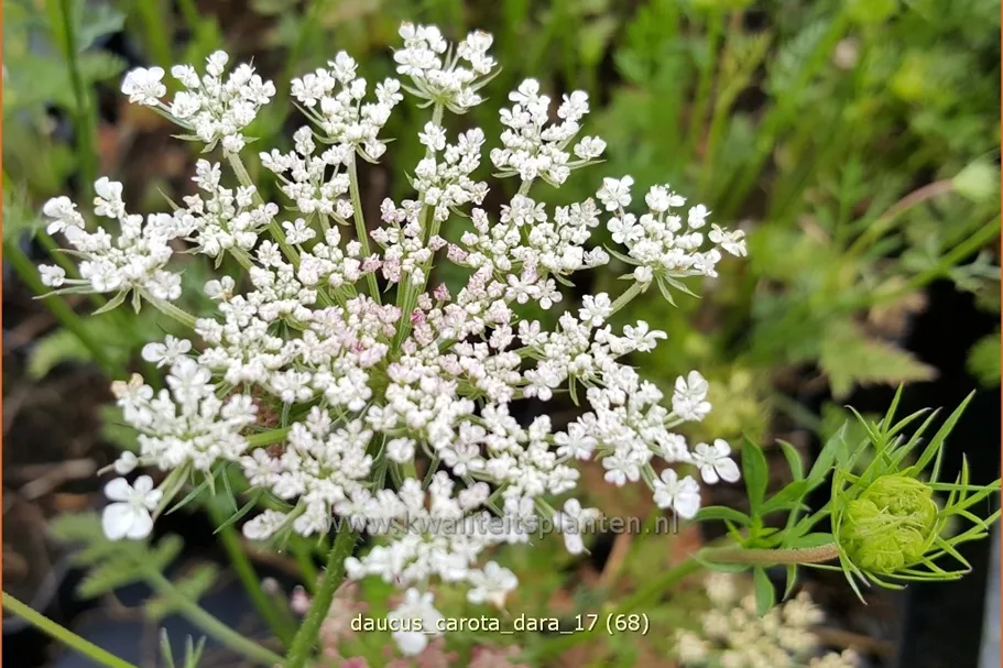 Daucus carota 'Dara'