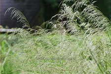 Deschampsia cespitosa 'Bronzeschleier'