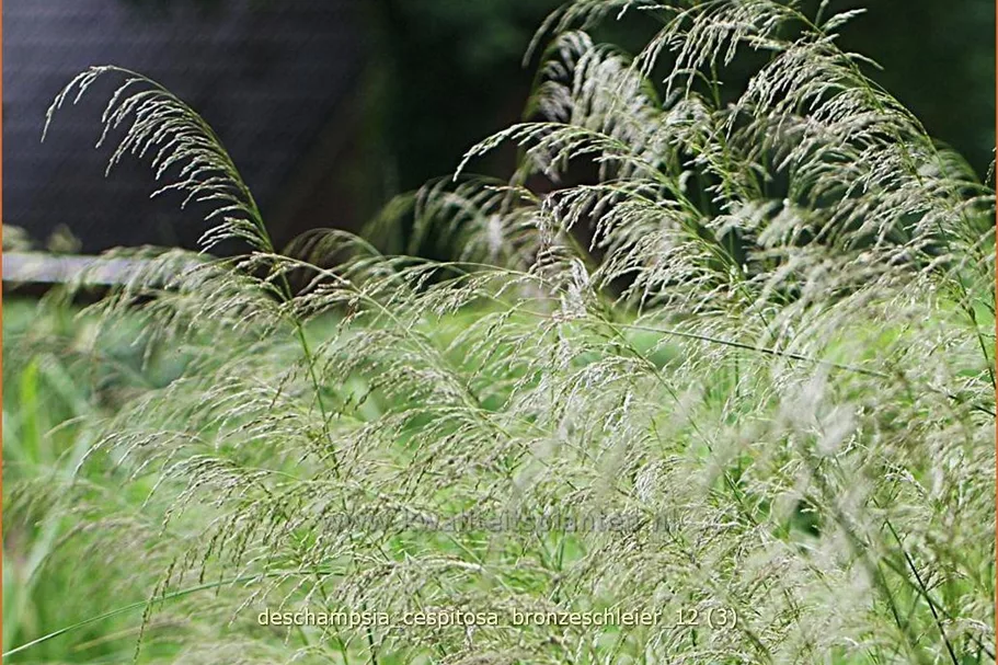 Deschampsia cespitosa 'Bronzeschleier'
