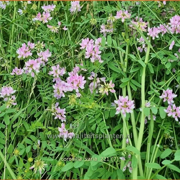 Coronilla varia