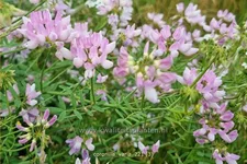 Coronilla varia