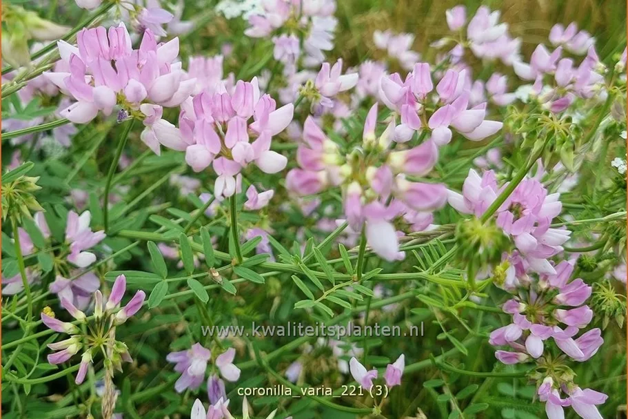 Coronilla varia