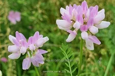 Coronilla varia