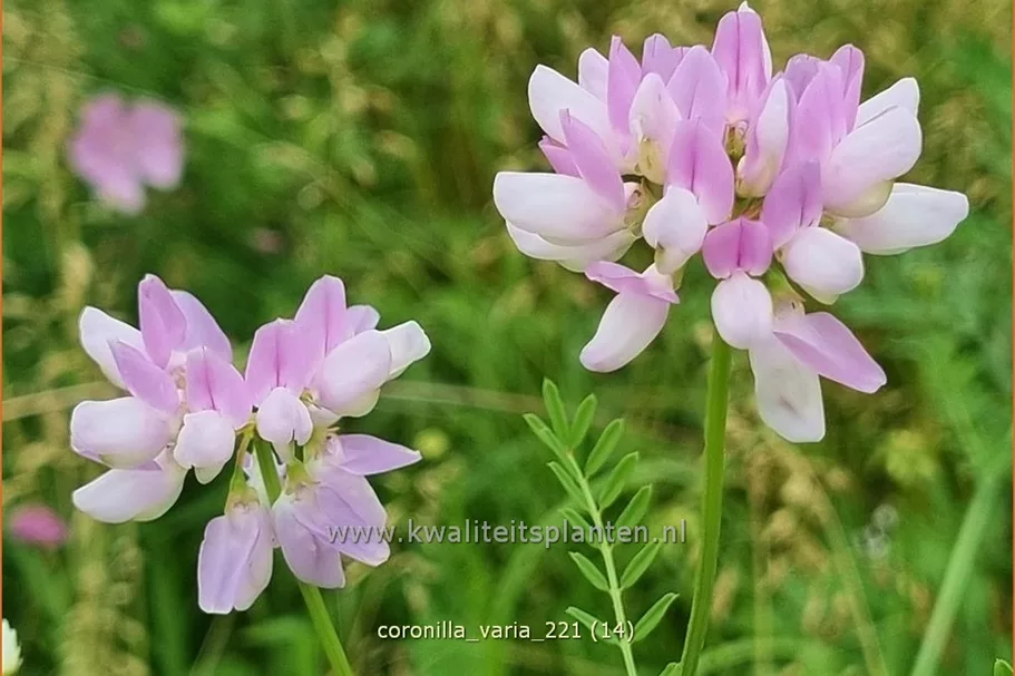 Coronilla varia